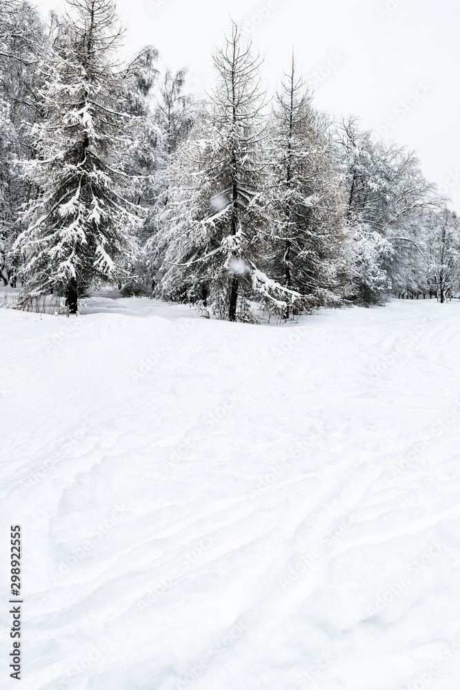 snowfield and snow-covered coniferous forest snowfield and snow-covered coniferous forest