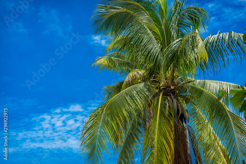 palma de cocos
