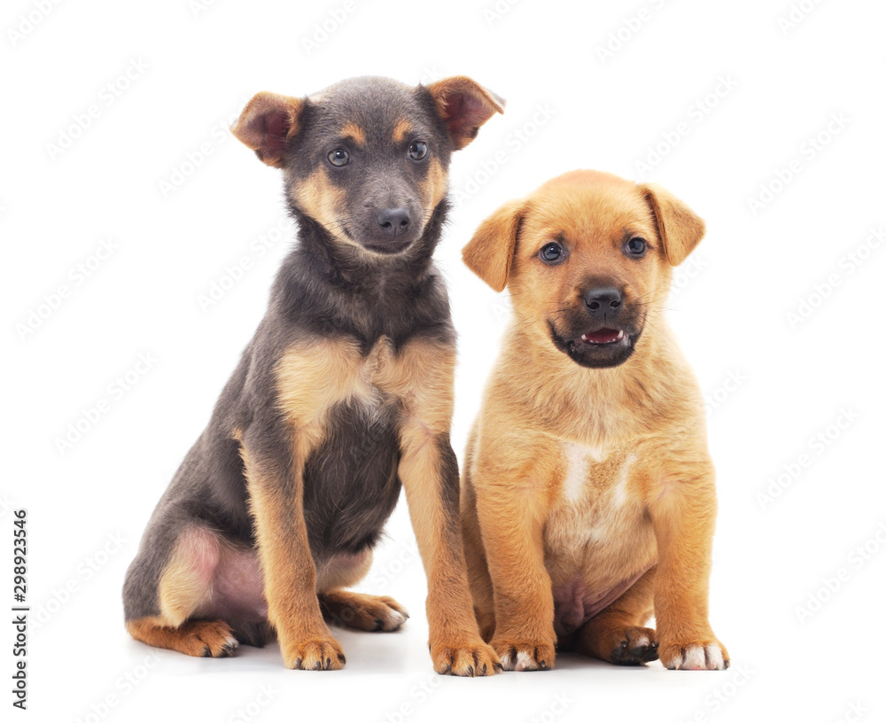 Two small dogs. Two small dogs.