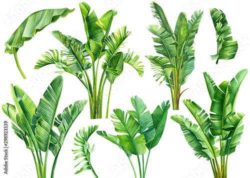 set of jungle leaves, strelitzia on an isolated white background, botanical illustration, watercolor tropical plants