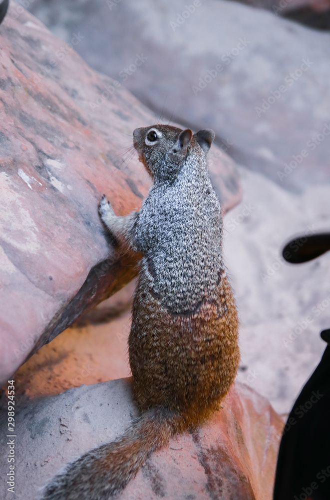 Obraz premium Zion National Park Riverside walk trail in Utah with closeup of rock squirrel on top of stone by Virgin river water begging for food