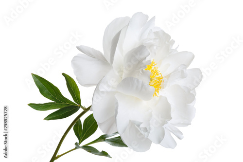 White peony flower isolated on a white background. © ksi