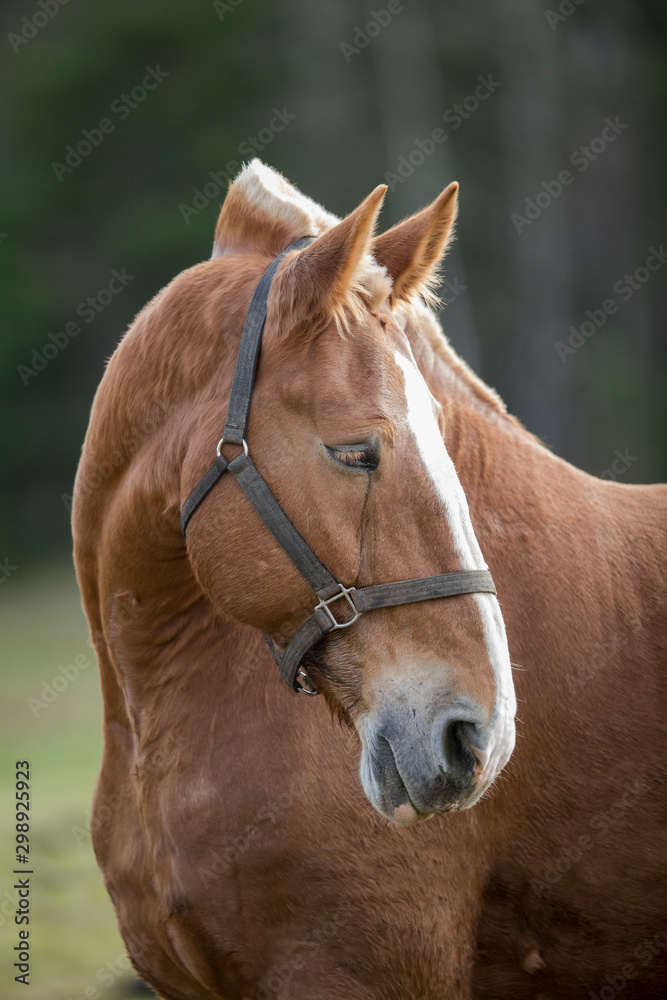 Fototapeta premium Horse Portrait