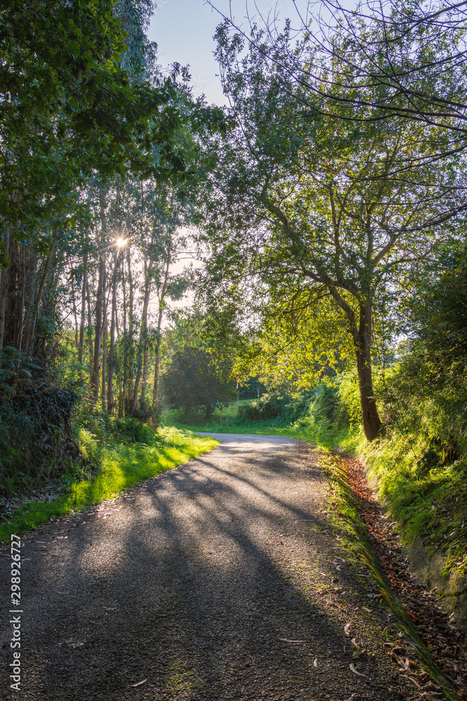 Autumnal view of a shady road with eucalyptus and chestnut trees with the afternoon sun between the trees, in vertical Autumnal view of a shady road with eucalyptus and chestnut trees with the afternoon sun between the trees, in vertical