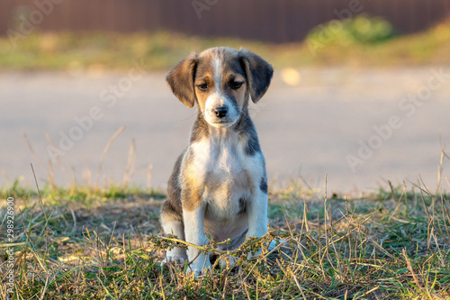 Fototapeta Naklejka Na Ścianę i Meble -  A young puppy sits on the grass near the road and looks into the camera_