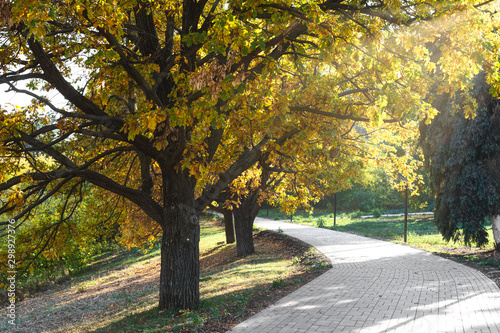 Autumn tree in a park with lots of sunlight