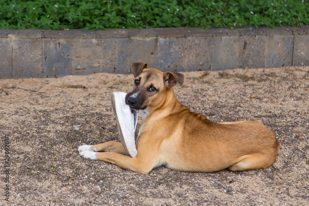 Mixed breed medium sized yellow dog lying down on the ground with white running shoe in its mouth, Puerto Baquerizo Moreno, San Cristobal, Galapagos, Ecuador
