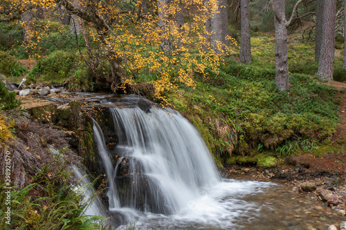 waterfall in the cairngorms national park, Scotland, during the autumn with orange and yellow leaf birch and pine trees and forest background.
