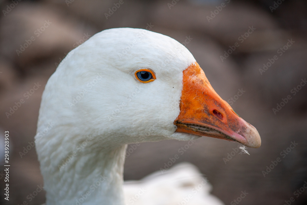 portrait of a goose