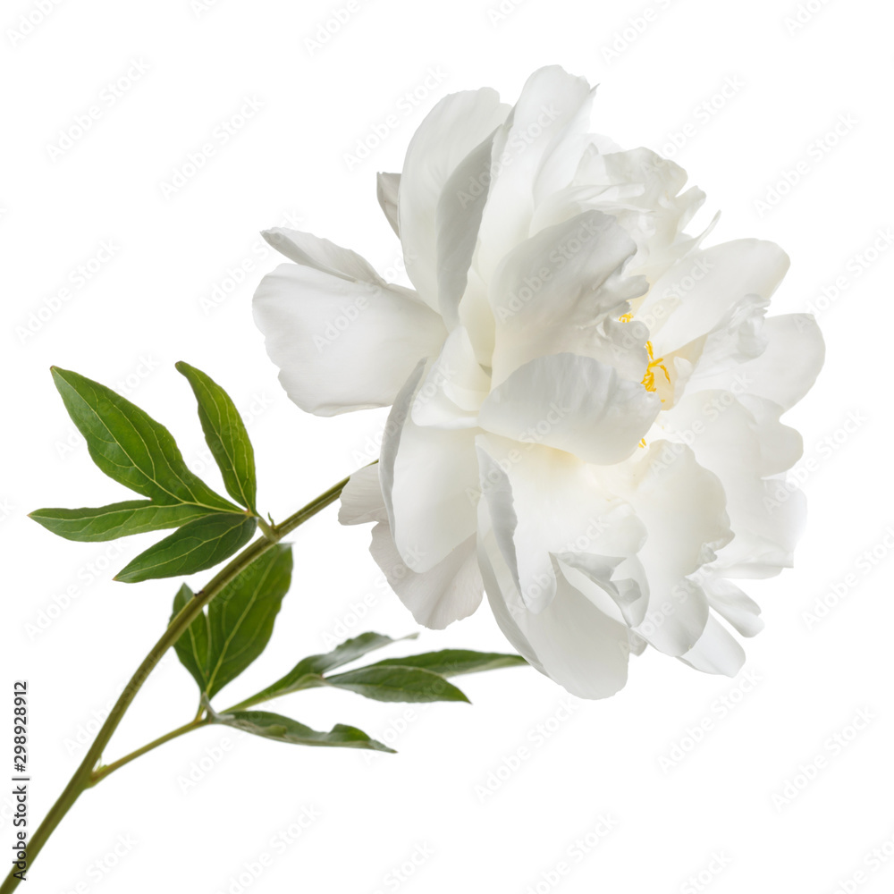 White peony flower isolated on a white background.