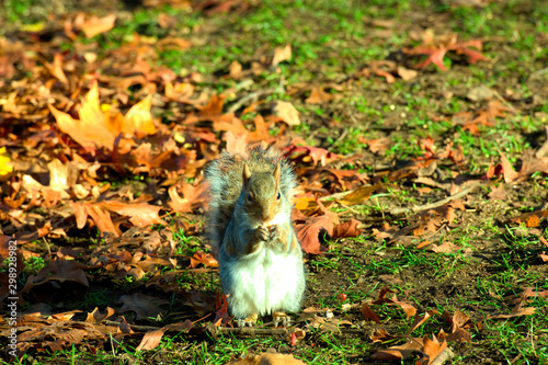 Squirrel searching for food in the fall 