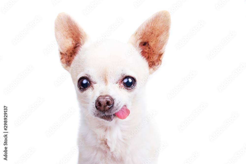 Cute chihuahua with his tongue out isolated on a white background studio shot
