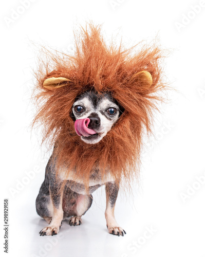Cute chihuahua with a lion mane studio shot isolated on a white background © annette shaff