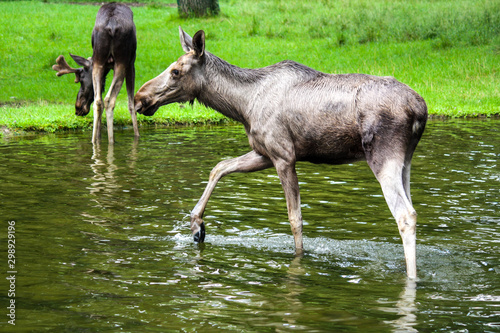 deer in the forest