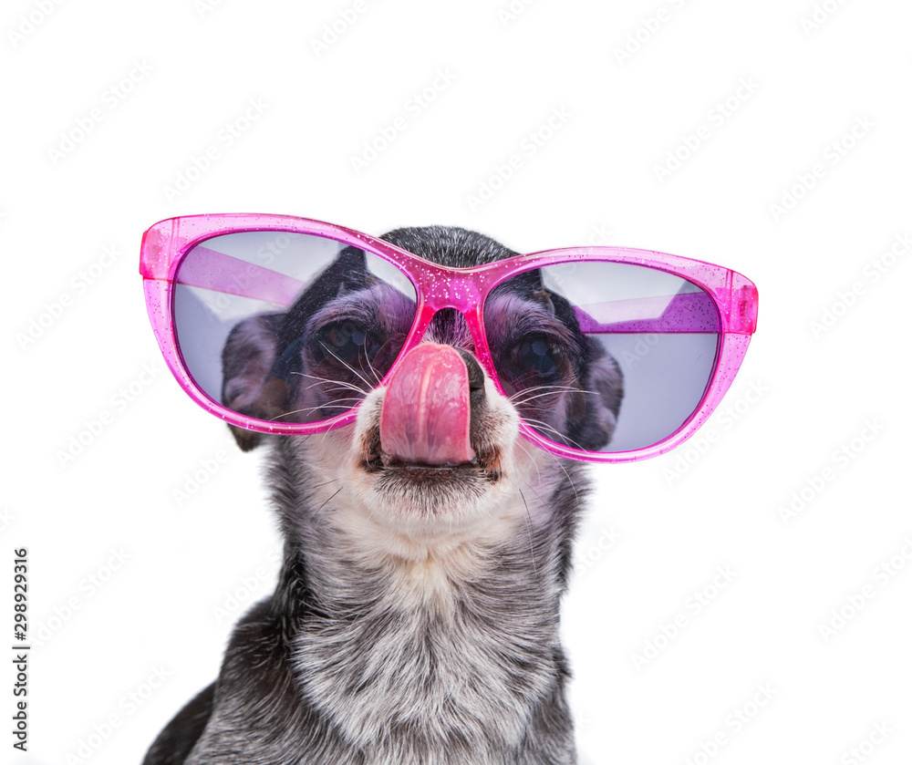 Cute chihuahua wearing pink sunglasses isolated on a white background studio shot