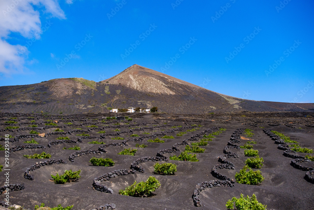 Lanzarote volcanic landscape with wine yards