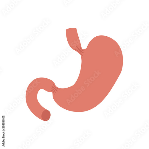 Stomach illustration on white background. Anatomy of organ