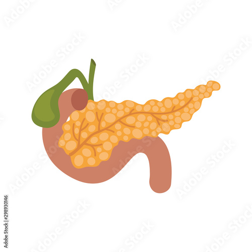 Pancreas illustration on white background. Anatomy of organ
