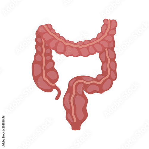 Colon illustration on white background. Anatomy of organ