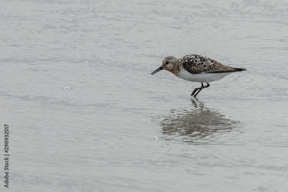 Sandpiper Bird on the beach reflected in Water Sandpiper Bird on the beach reflected in Water