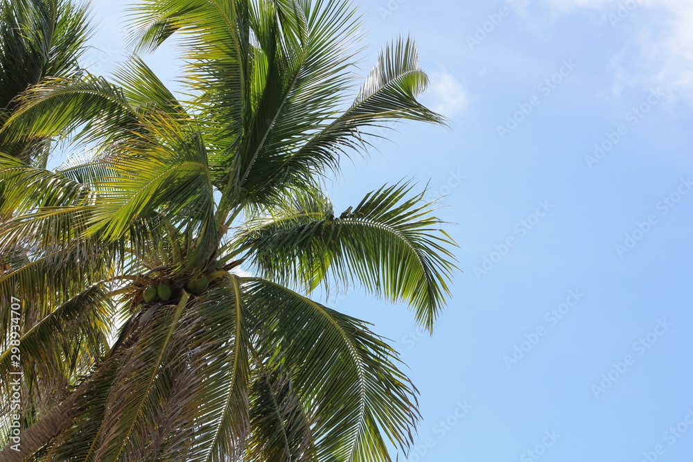 Palm Tree 