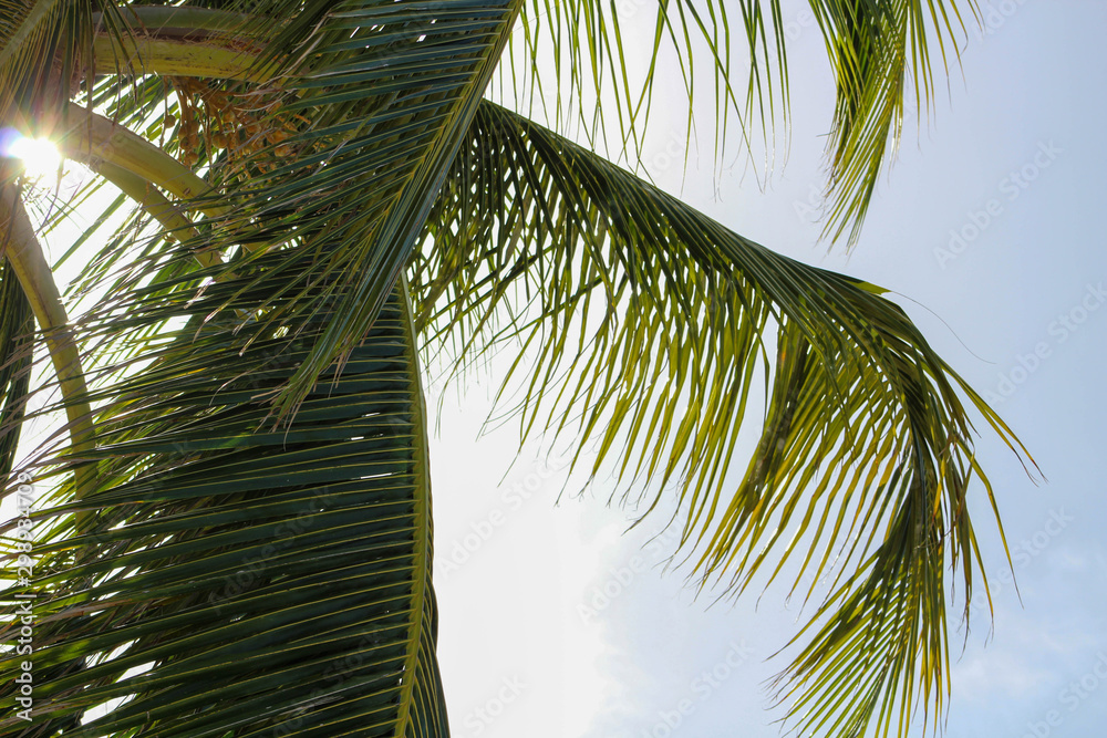 Naklejka premium Palm Tree and Sunlight