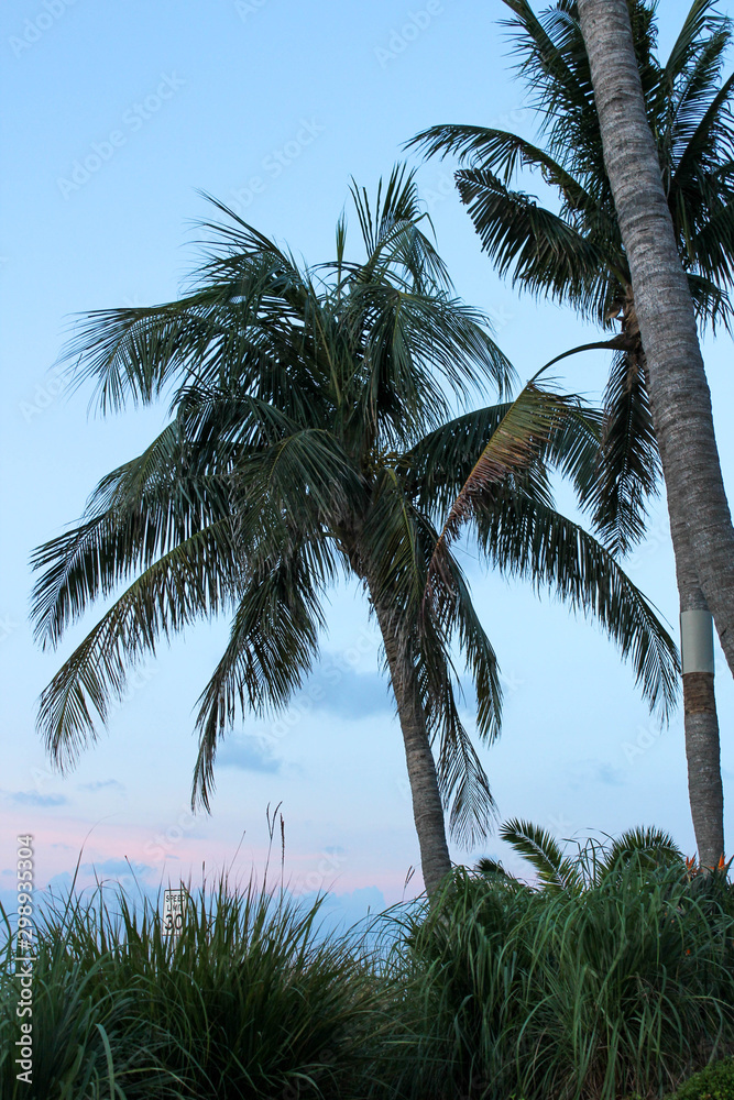 Fototapeta premium Palm Trees