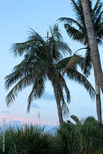 Palm Trees