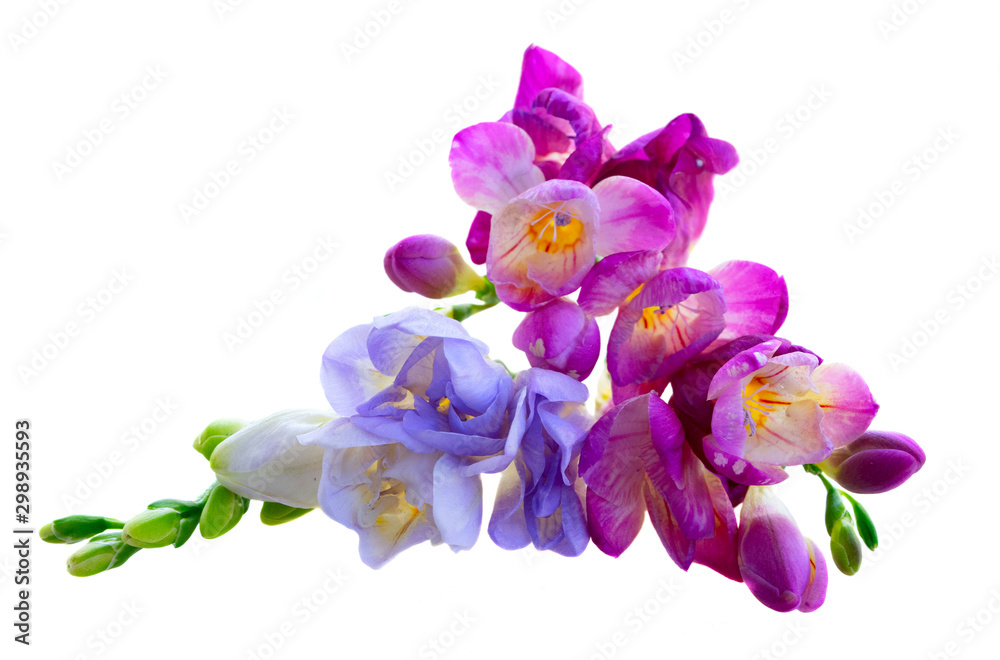 fresh freesia flowers fresh freesia flowers