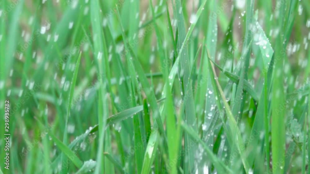 Rain water drops falling over green grass. Water rain drop with fresh green leaf for nature. Closeup. Slow motion. Water drops falling on green leaves. Close up. Drops of on the grass. Rain water drops falling over green grass. Water rain drop with fresh green leaf for nature. Closeup. Slow motion. Water drops falling on green leaves. Close up. Drops of on the grass.