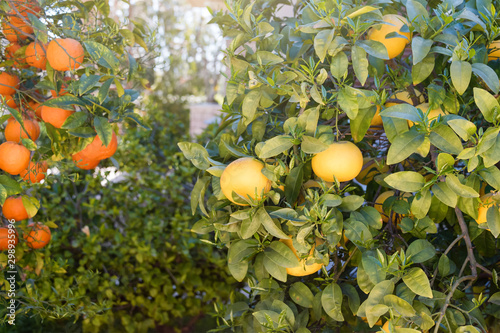 Close up of orange trees in the garden, selective focus. Ripe oranges hanging on orange tree