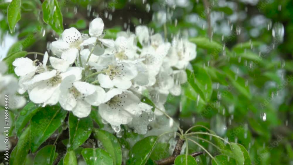 A tree cherry branch with flowers in the rain. Closeup. Slow motion. Water drops falling on green leaves and white flowers. Close up. Spring bloom of cherry flowers. A tree cherry branch with flowers in the rain. Closeup. Slow motion. Water drops falling on green leaves and white flowers. Close up. Spring bloom of cherry flowers.