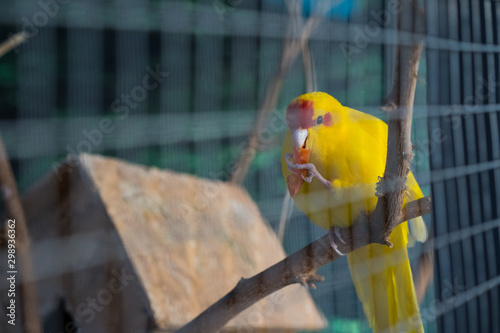 Yellow parrot eats carrot at the zoo