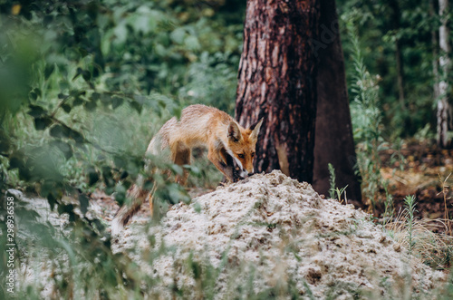 fox in the forest,sitting on grass