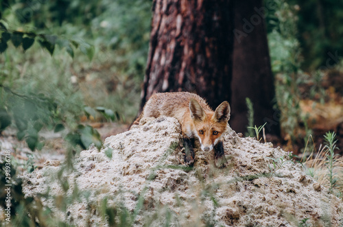 fox in the forest sitting on grass