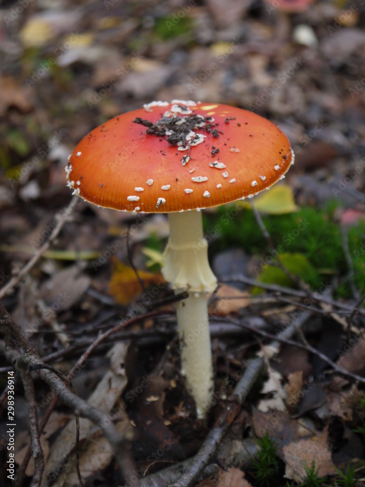 Der Fliegenpilz im Herbst