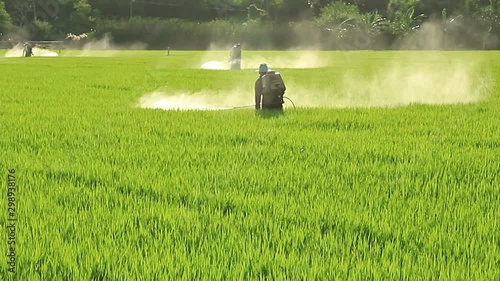 Farmers spraying pesticides in rice fields