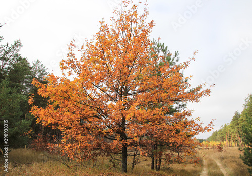 Yellow oak in the autumn forest near the road