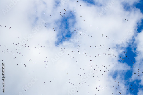 A flock of migrating Snow Geese fly high overhead during the Spring migration.