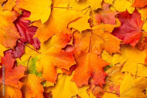 colorful autumn maple leaves
