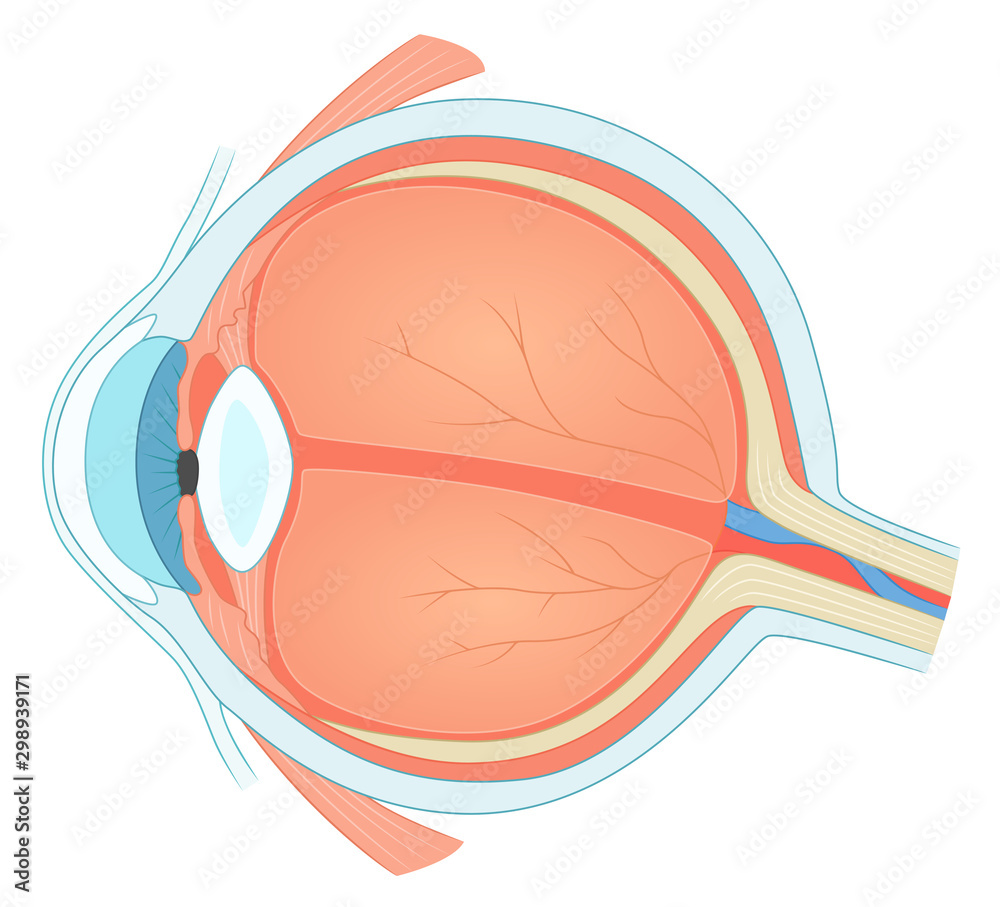 Eye structure
