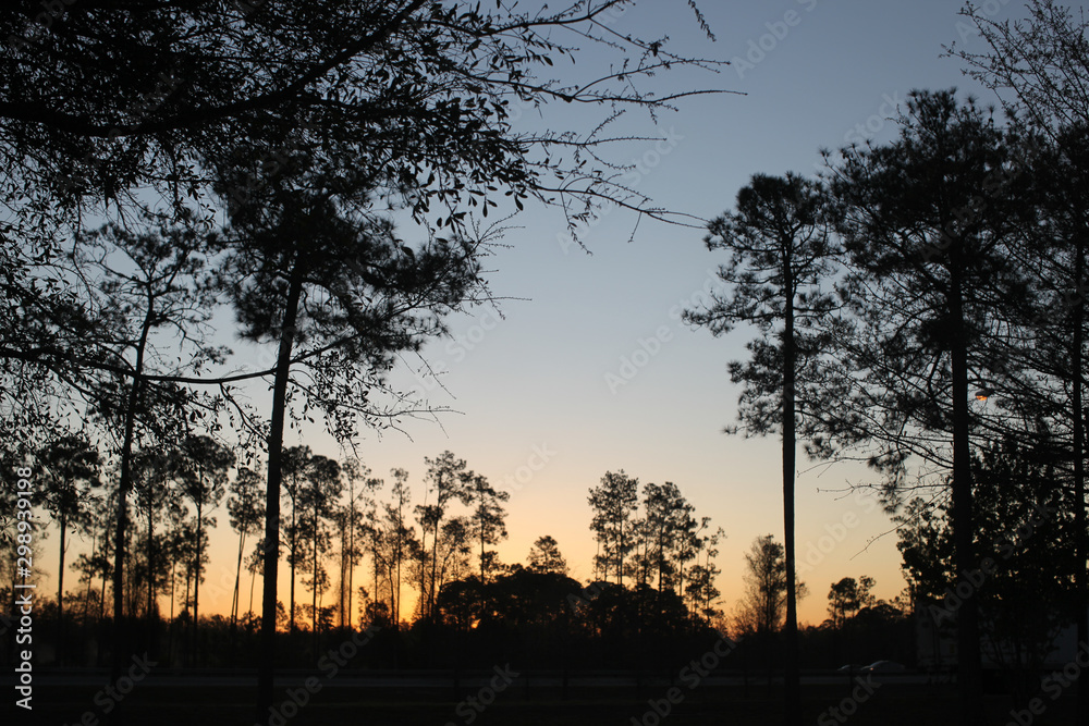 tall pine trees silhouetted at dusk