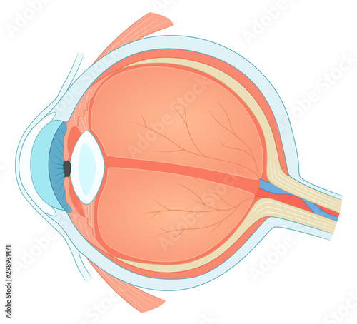 Eye structure