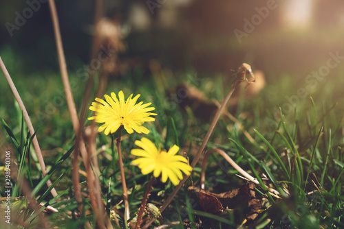 Spring Daisy in grass lit by sunlight