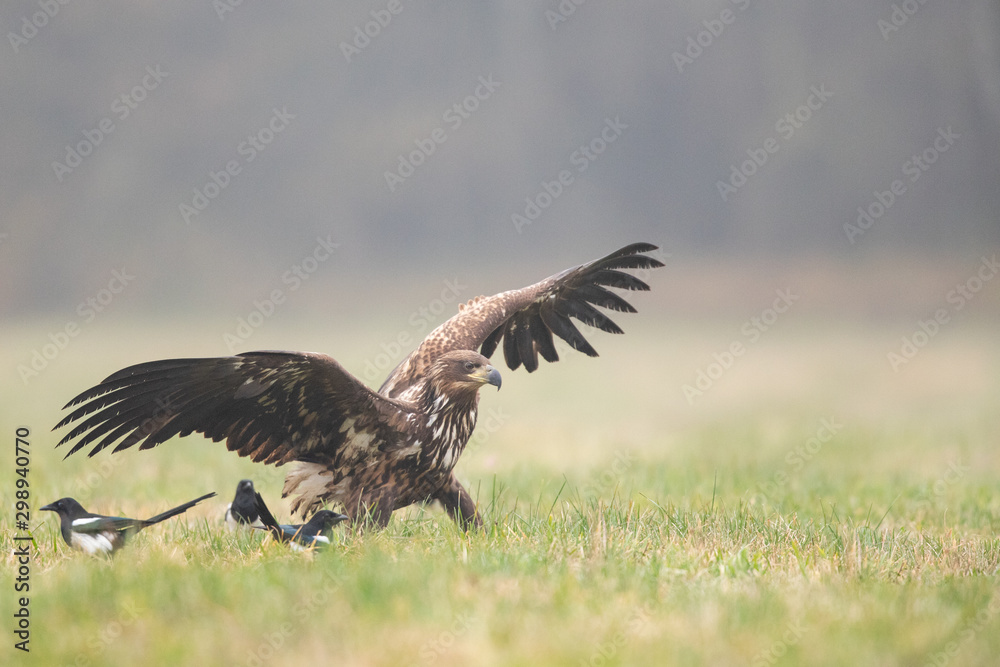 Birds of prey - white-tailed eagle in flight (Haliaeetus albicilla) Birds of prey - white-tailed eagle in flight (Haliaeetus albicilla)