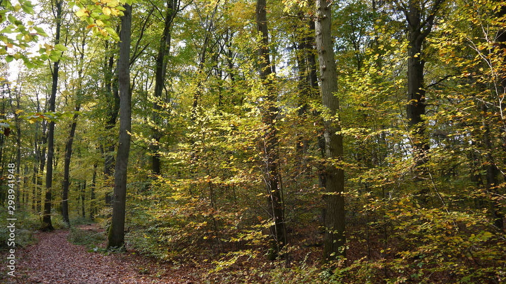 Obraz premium Herbstwald