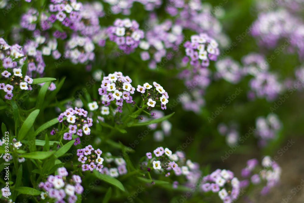 Fototapeta premium Bright lilac bush of alissum
