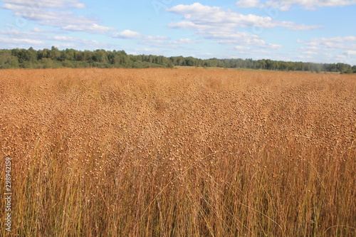 Linen. Harvesting and harvesting flax on the field.