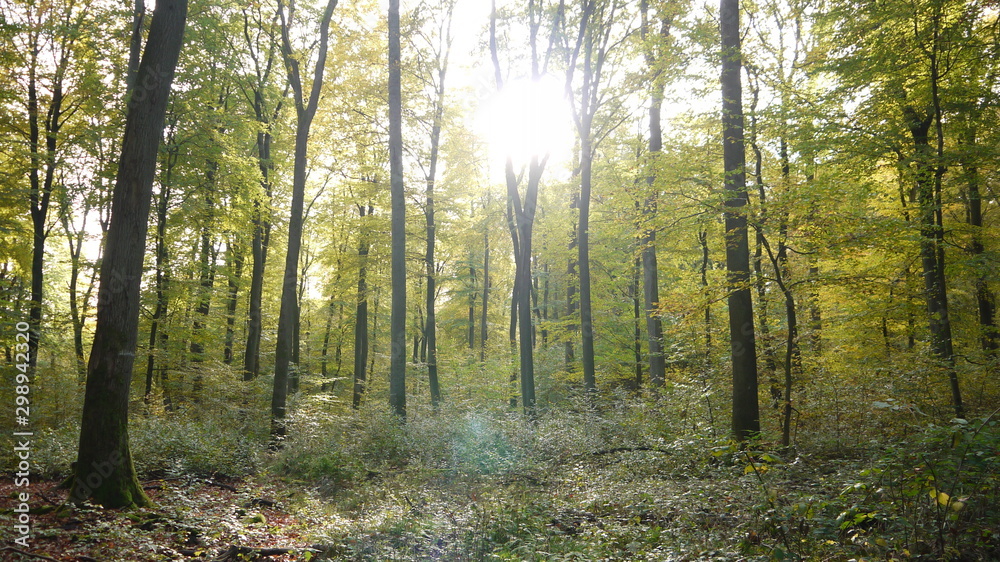 Obraz premium Herbstwald