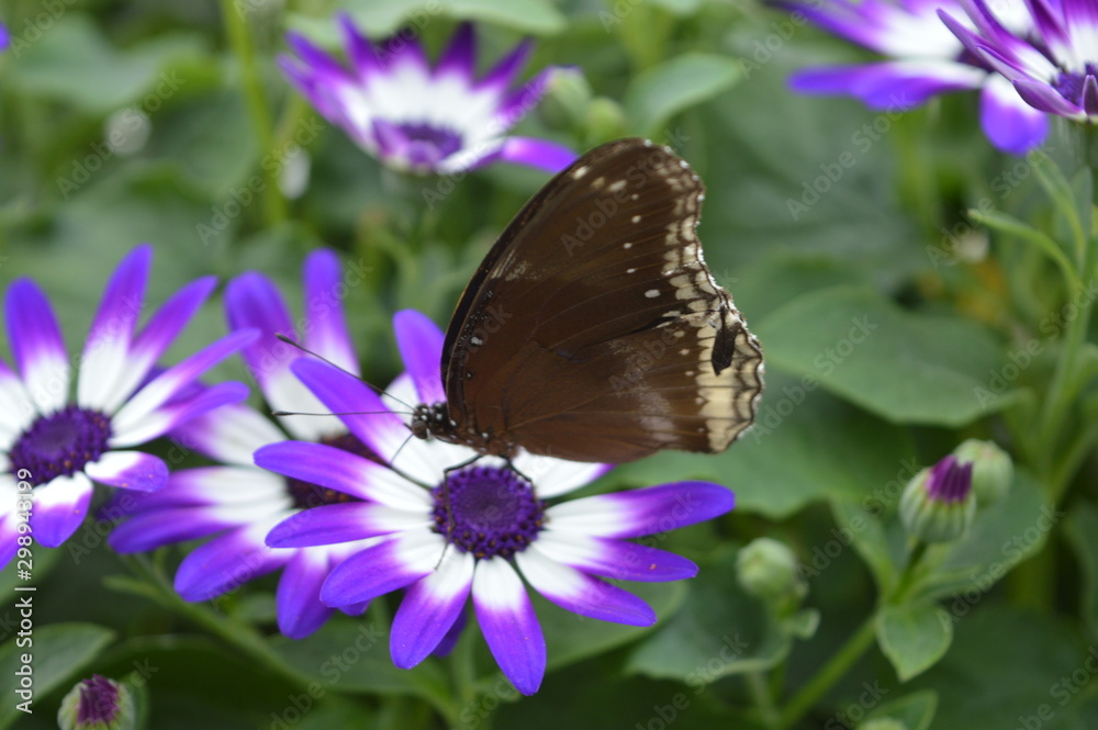 Fototapeta premium butterfly on flower